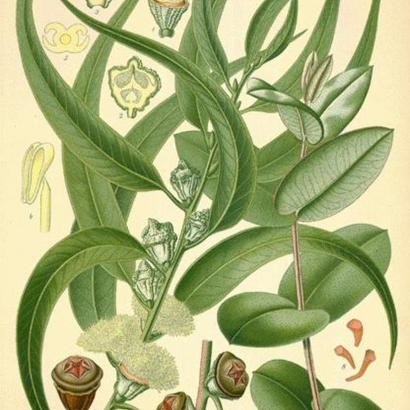 The Lung Cleansing Benefits of Eucalyptus